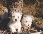 Cachorros de West higland terrier. ¡el mejor amigo!. - Navarra - mejor precio | unprecio.es