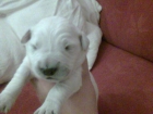 golden retriever - mejor precio | unprecio.es