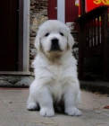 Golden Retriever Cachorros - mejor precio | unprecio.es
