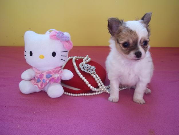 PRECIOSO CHIHUAHUA DE PELO LARGO PARA SAN VALENTIN