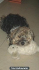 Regalo perro - mejor precio | unprecio.es