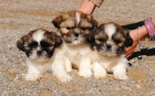 Shih tzu cachorros en venta - mejor precio | unprecio.es