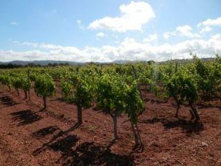 Terreno/Finca Rstica en venta en Felanitx, Mallorca (Balearic Islands)