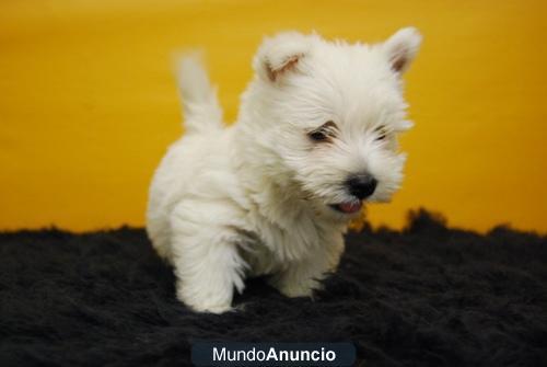 Westy cachorritos de raza y gran calidad