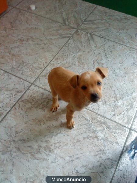SE REGALA CACHORRO RAZA PEQUEÑA
