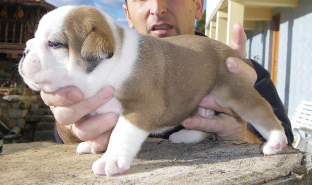 bulldog ingles