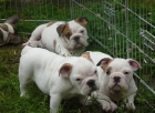 Bulldog Ingles - mejor precio | unprecio.es