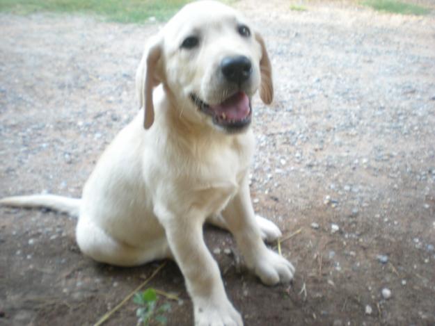 cachorros labrador en barcelona criadero a 25min de barcelona  elige