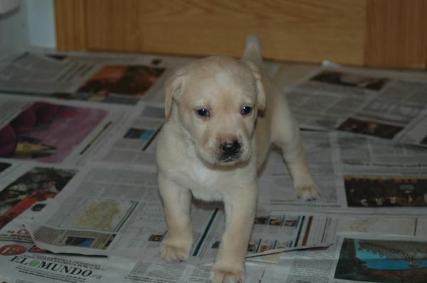 Cachorros Labrador Retriever
