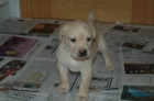 Cachorros Labrador Retriever - mejor precio | unprecio.es