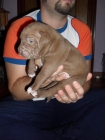 camada de pitbull red nose - mejor precio | unprecio.es