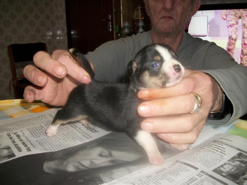 hembras cachorras de chihuahua pesaran de adultas 1500g otras pesaran de adultas 900 gram