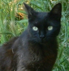 Paraca, un gato con ojos verdes confiado y juguetón en adopción - mejor precio | unprecio.es