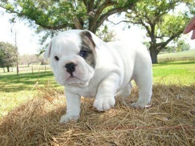Pienso para bulldog royal canin 12kg 2 de regalo - Cuenca