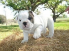 Pienso para bulldog royal canin 12kg 2 de regalo - Cuenca - mejor precio | unprecio.es