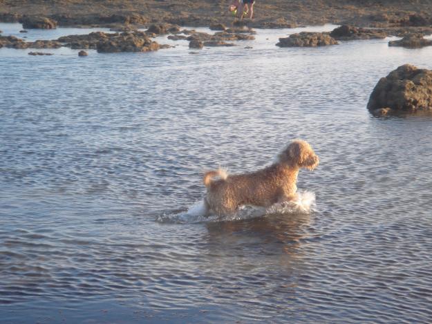 Sherpa, perro de aguas español busca hembra para monta