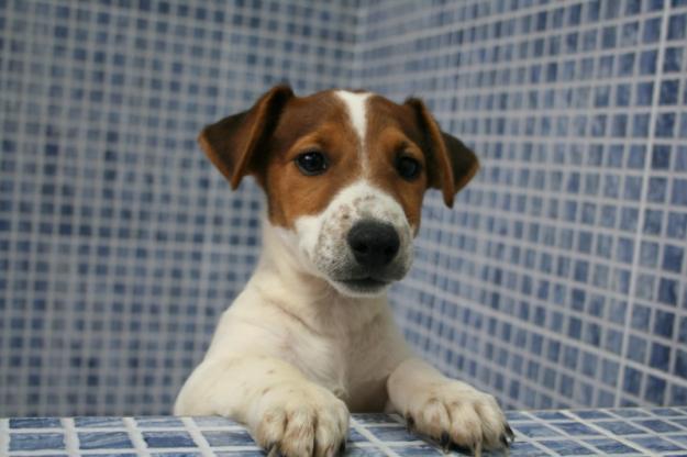 Wellcome. Cachorro Jack Russell