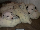 Dálmatas con excelente pedigree para Navidades - mejor precio | unprecio.es