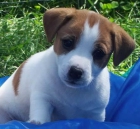 * Jack Russell terrier linea inglesa pedegree completo - mejor precio | unprecio.es