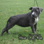 American Bully Kennel :: House Of Pain Kennel - mejor precio | unprecio.es