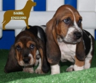 BASSET Hound,impresionantes cachorros en venta - mejor precio | unprecio.es