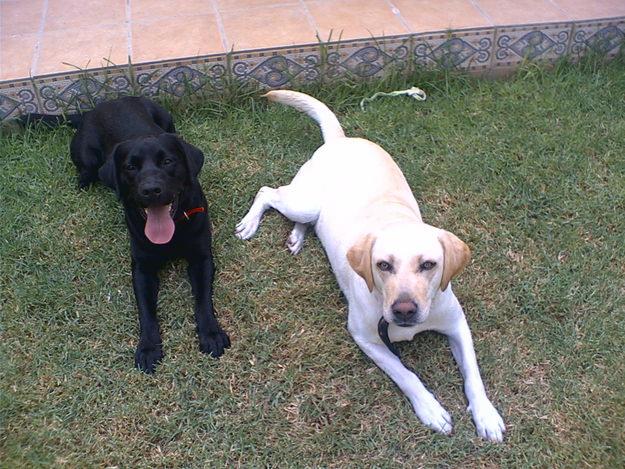 camada labrador retriever negros y chocolates