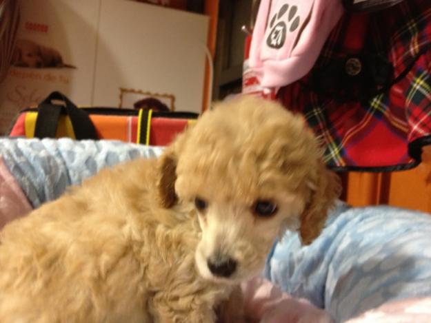 Caniche super TOY