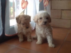 Caniches Enanos con pedigree - mejor precio | unprecio.es