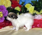 Chihuahua perros miniatura ideal para apartamentos 105 - mejor precio | unprecio.es