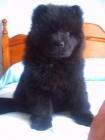 Chow chow vendo o cambio - mejor precio | unprecio.es