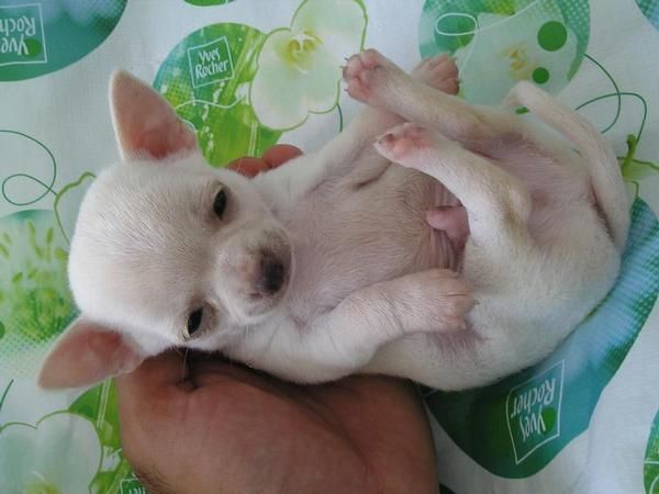 Excelente cachorrito,con muy buen pedegree y muy muy pequeño.