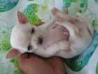 Excelente cachorrito,con muy buen pedegree y muy muy pequeño. - mejor precio | unprecio.es
