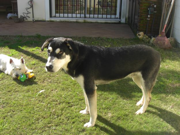 Perro en adopción