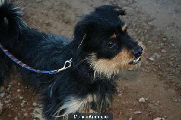 Perro perdido en Mairena del Aljarafe