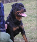 ROTTWEILER DE ROTACAN - mejor precio | unprecio.es