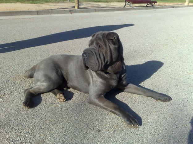 SHAR PEI AMERICANO AZUL SE OFRECE PARA MONTAS