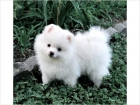 Tenemos hermoso T-taza Pomerania cachorros 1 chico y 1 chica - mejor precio | unprecio.es