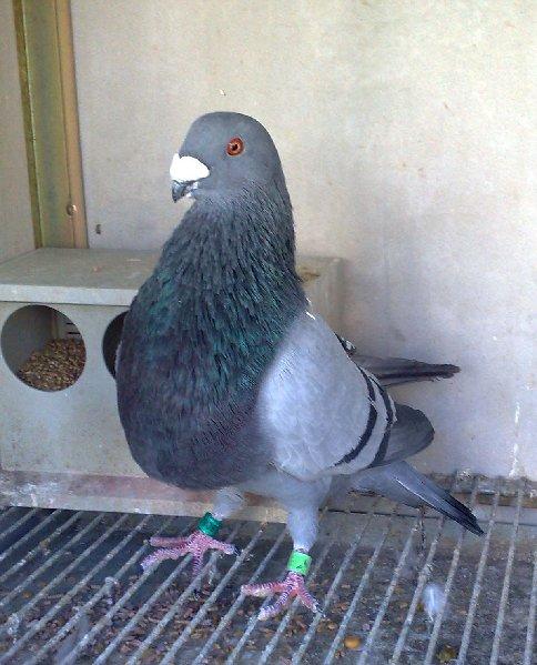 Venta de palomos Jiennenses de vuelo