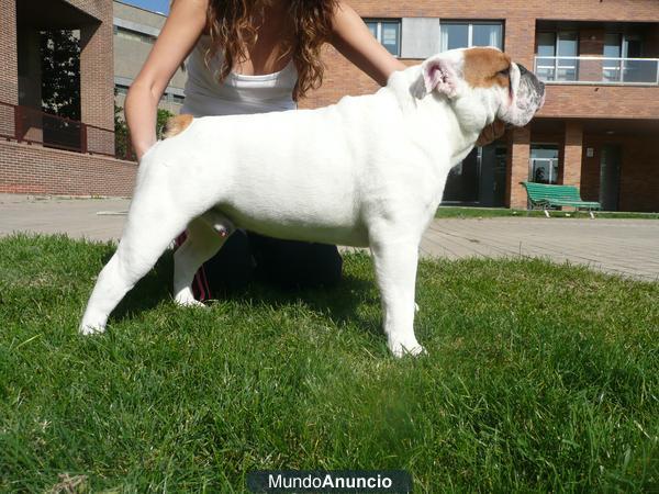Cruzo campeón de Bulldog Inglés