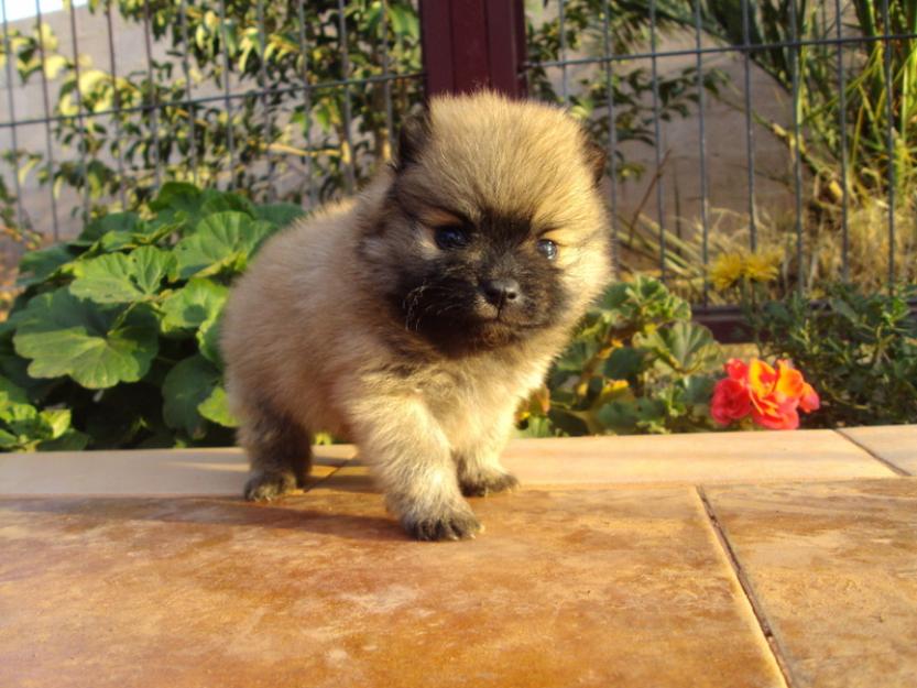 Preciosos Cachorros de lulú de Pomerania, Calidad y Garantia