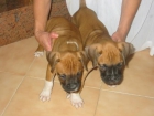 Boxer,cachorros,dorados,pedigree. - mejor precio | unprecio.es