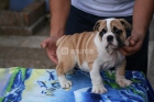 bulldog ingles de elite - mejor precio | unprecio.es
