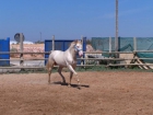 CABALLO LUSITANO EN ALICANTE. nombre: TEMBLOROSO - mejor precio | unprecio.es