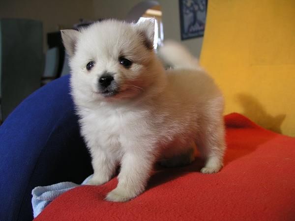 Camada de Pomerania