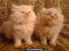 Gatitos persa preciosos, 2 meses, color crema - mejor precio | unprecio.es