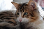 Oso, adorable gatito de 5 meses en adopción! - mejor precio | unprecio.es
