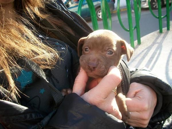 preciosa cachorrita cruce chihuahua y pinscher