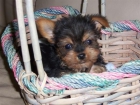 Preciosos cachorros yorkshires 190euro - mejor precio | unprecio.es