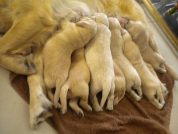 vendo cachorros golden retriever