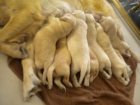 vendo cachorros golden retriever - mejor precio | unprecio.es